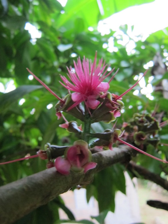 the Otaiti Apple Flower