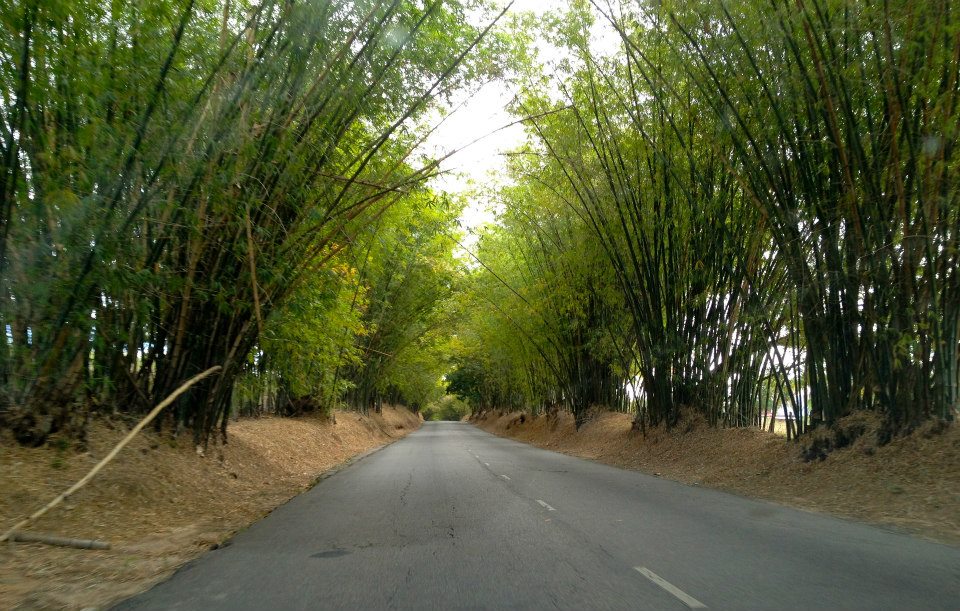 bamboo avenue